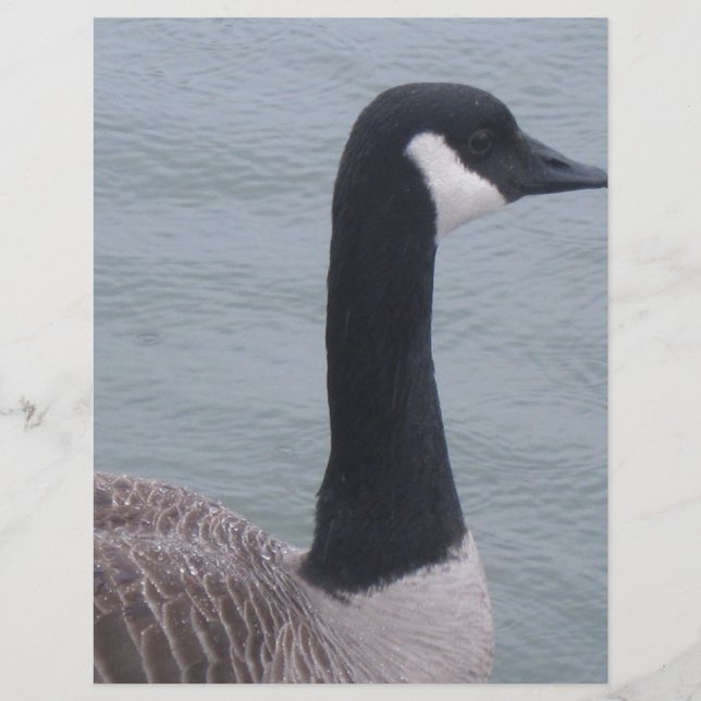 Kanadische Gans am See (Vorderseite)