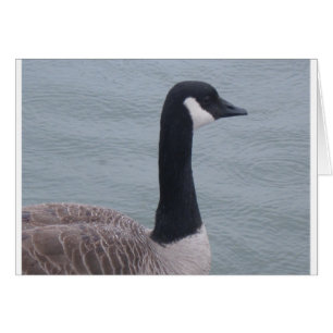 Kanadische Gans am See