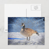 Kanadische Gans im Schnee Postkarte (Vorne/Hinten)