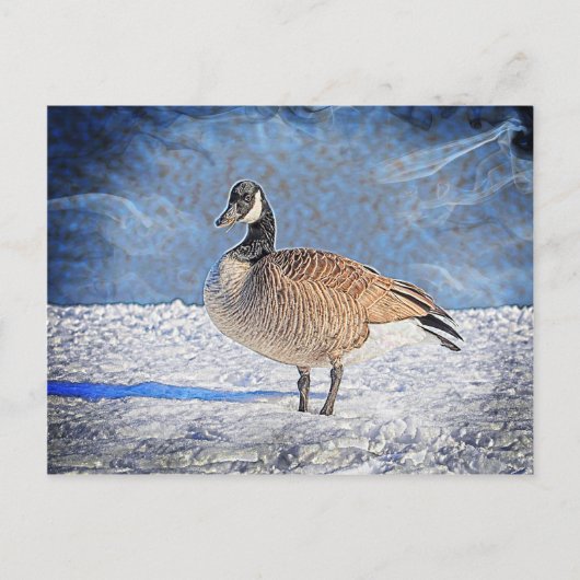 Kanadische Gans im Schnee Postkarte (Vorderseite)