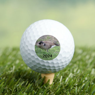 Kanadische Gans in Texas Golfball