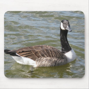 Kanadische Gans Mousepad
