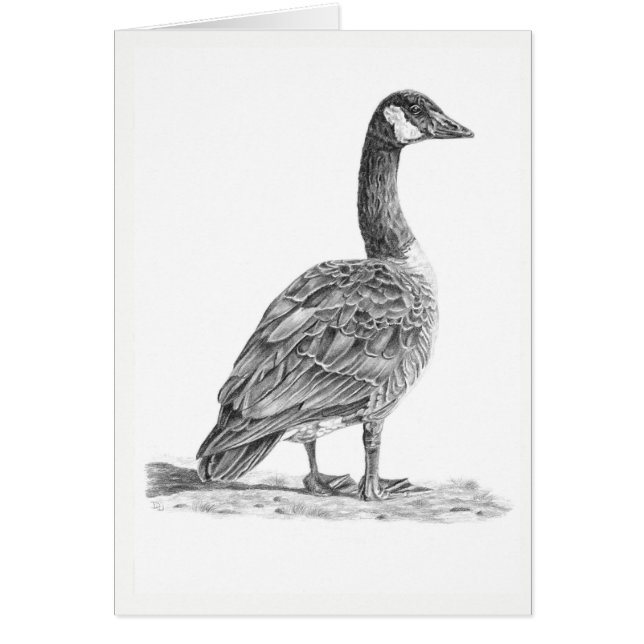 Kanadische Gänse (Vorne)