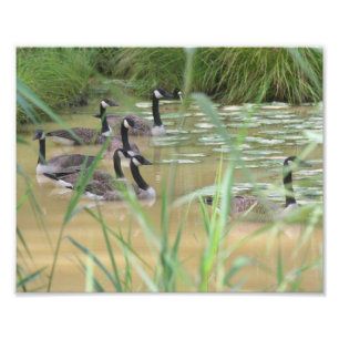 Kanadische Gänse Abgeschiedener Marsch 10x8 Natur Fotodruck