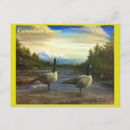 Kanadische Gänse am Bibersee. -Postkarte Postkarte