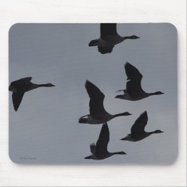 Kanadische Gänse B46 im Flug Mousepad