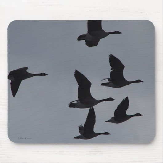 Kanadische Gänse B46 im Flug Mousepad (Vorne)