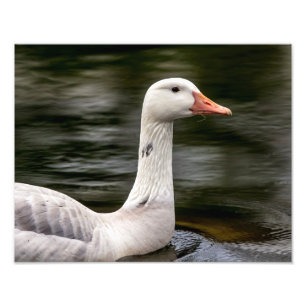 Kanadische Gänse Fotodruck