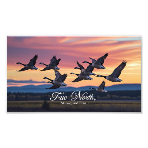 kanadische Gänse Fotodruck