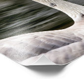 Kanadische Gänse Fotodruck (Ecke)