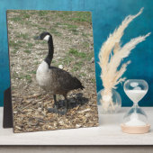 Kanadische Gänse Fotoplatte (Seite)