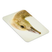Kanadische Gänse (Gänse) Magnet (Rechte Seite)