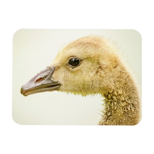 Kanadische Gänse (Gänse) Magnet (Horizontal)