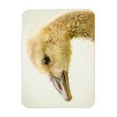 Kanadische Gänse (Gänse) Magnet (Vertikal)