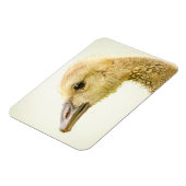 Kanadische Gänse (Gänse) Magnet (Linke Seite)