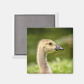Kanadische Gänse (Gänse) Magnet (Vorderseite/Rückseite)