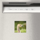 Kanadische Gänse (Gänse) Magnet (In Situ (Geschirrspüler))