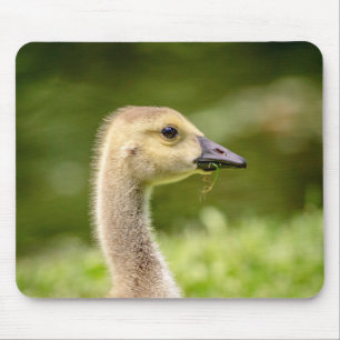 Kanadische Gänse (Gänse) Mousepad