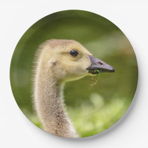 Kanadische Gänse (Gänse) Pappteller