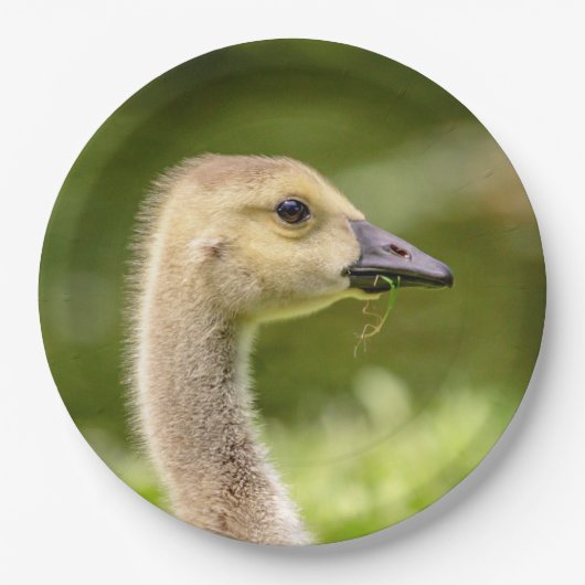 Kanadische Gänse (Gänse) Pappteller (Vorderseite)