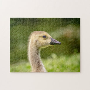 Kanadische Gänse (Gänse) Puzzle