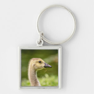 Kanadische Gänse (Gänse) Schlüsselanhänger