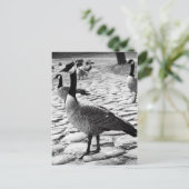 Kanadische Gänse in der Nähe des Postkartensees Postkarte (Stehend Vorderseite)