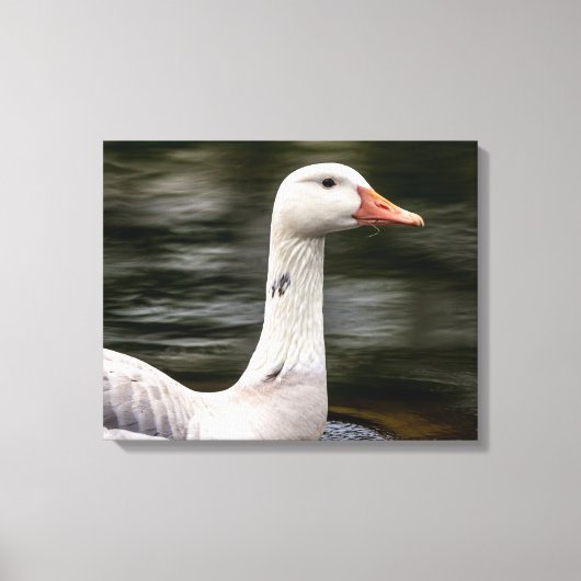 Kanadische Gänse Leinwanddruck (Vorderseite)