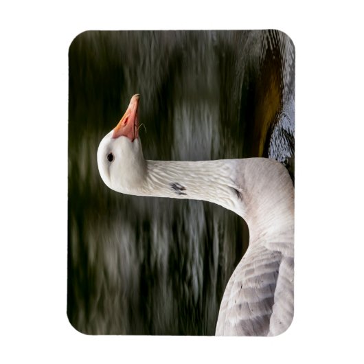 Kanadische Gänse Magnet (Vertikal)