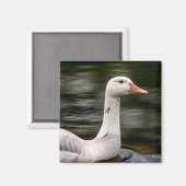 Kanadische Gänse Magnet (Vorderseite/Rückseite)