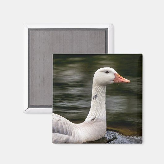 Kanadische Gänse Magnet (Vorderseite/Rückseite)