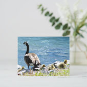 Kanadische Gänse (Mama und Babes) Postkarte (Stehend Vorderseite)