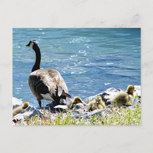 Kanadische Gänse (Mama und Babes) Postkarte (Vorderseite)