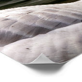 Kanadische Gänse Poster (Ecke)