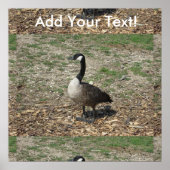 Kanadische Gänse Poster (Vorne)