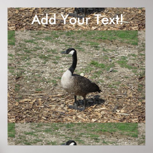 Kanadische Gänse Poster (Vorne)