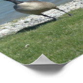 kanadische Gänse Poster (Ecke)