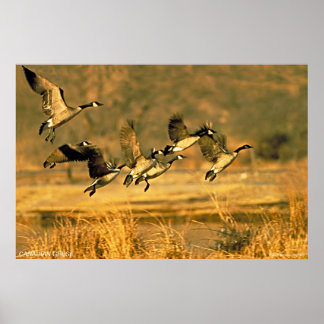 kanadische Gänse Poster