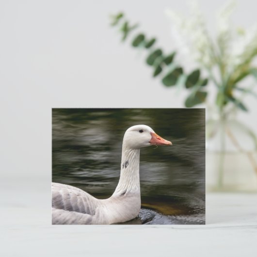 Kanadische Gänse Postkarte (Stehend Vorderseite)