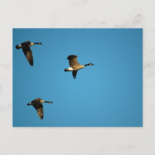 kanadische Gänse Postkarte (Vorderseite)