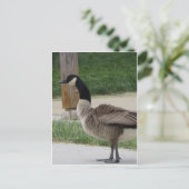 Kanadische Gänse Postkarte (Stehend Vorderseite)