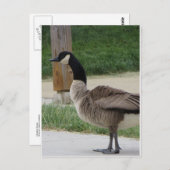 Kanadische Gänse Postkarte (Vorne/Hinten)