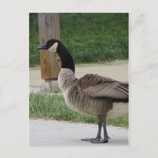 Kanadische Gänse Postkarte (Vorderseite)