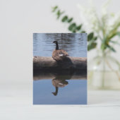 Kanadische Gänse Postkarte (Stehend Vorderseite)
