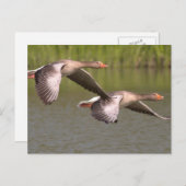 kanadische Gänse Postkarte (Vorne/Hinten)