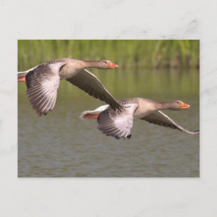 kanadische Gänse Postkarte