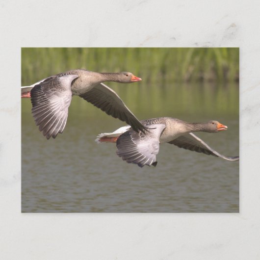 kanadische Gänse Postkarte (Vorderseite)