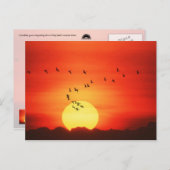 Kanadische Gänse, silhouettiert gegen feurigen Son Postkarte (Vorne/Hinten)