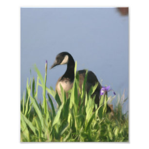 Kanadische Gänse- und Irische Naturmalerei 8x10 Fotodruck