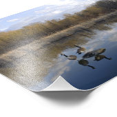 Kanadische Gänseperre im Teich Fotodruck (Ecke)